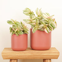 Wandering Dude | Unicorn | New