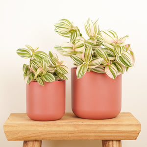 Wandering Dude | Unicorn | New - Indoor Plant