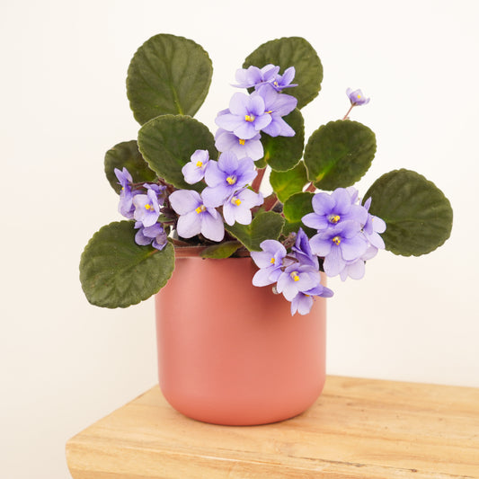 African Violet | Lilac | Flowering Plants