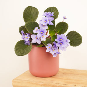 African Violet | Lilac - Indoor Plant