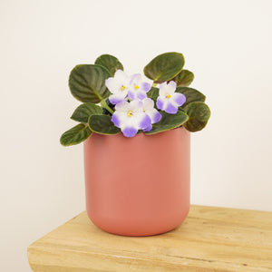 African Violet | Bicolor Lilac - Indoor Plant