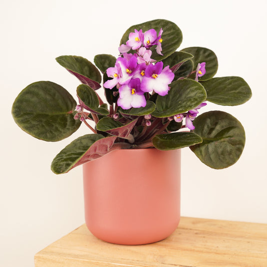African Violet | Bicolor Maroon | Products