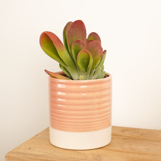 Lady Fingers | Oricula | Small Plants & Tot Pots