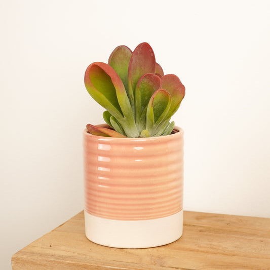 Lady Fingers | Oricula | Potted Houseplants