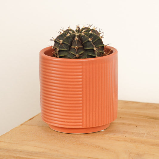 Plaid Cactus | Potted Houseplants