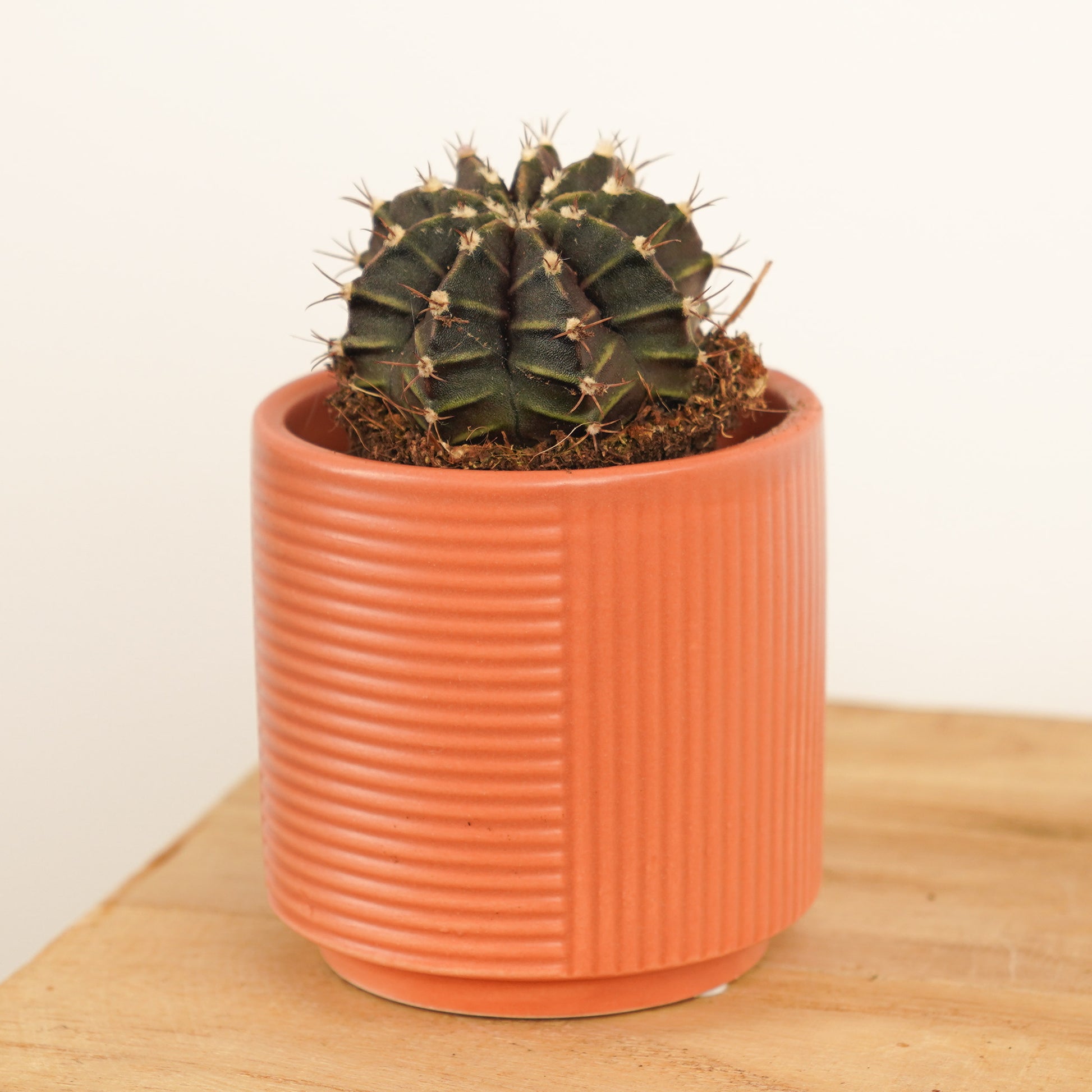 Plaid Cactus