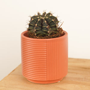 Plaid Cactus - Indoor Plant
