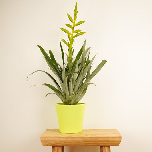 Tillandsia Oerstediana | Flowering Plants