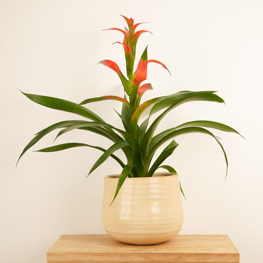 Guzmania | Wittmackii | Bromeliad & Guzmania