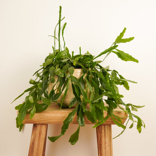 Forest Cactus | Indoor Hanging Plants