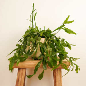 Forest Cactus - Indoor Plant