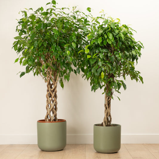 Twisted Weeping Fig | Exotica | Large & Tall Plants
