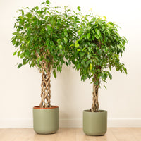 Twisted Weeping Fig | Exotica