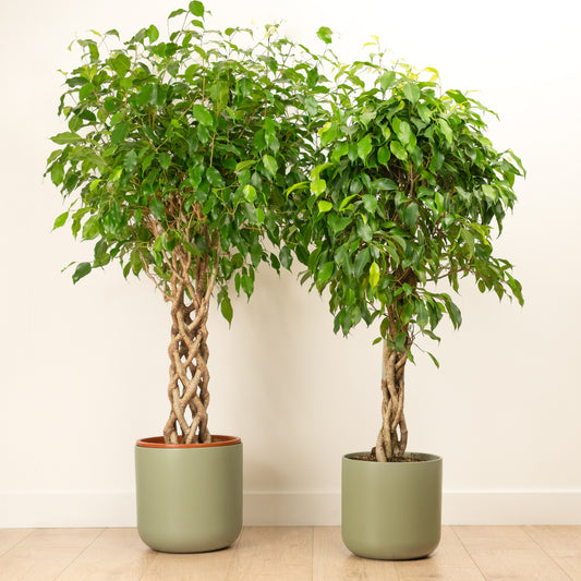 Twisted Weeping Fig | Exotica | 