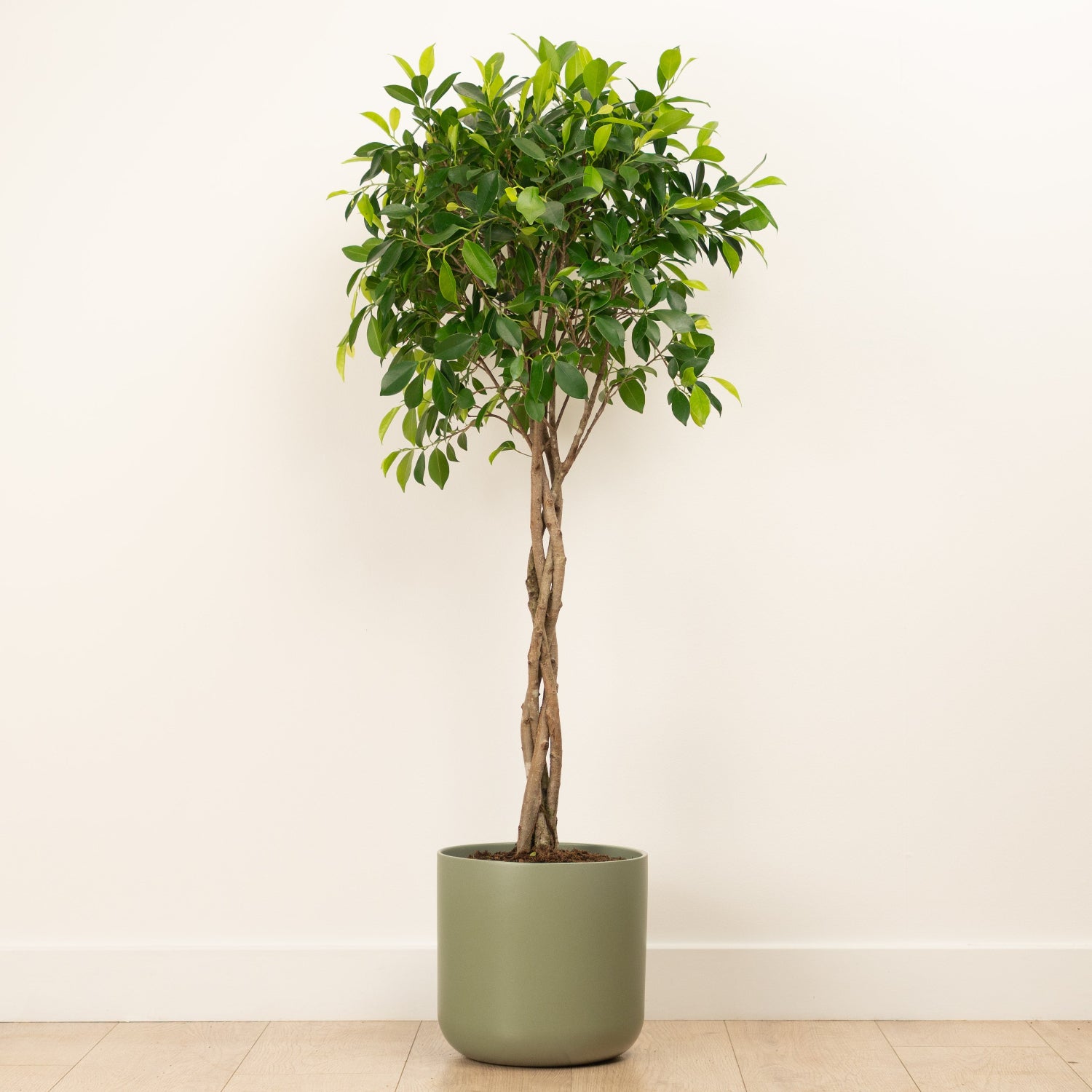 twisted stem indoor plant Twisted Laurel Fig