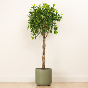 Twisted Laurel Fig | Moclame - Indoor Plant