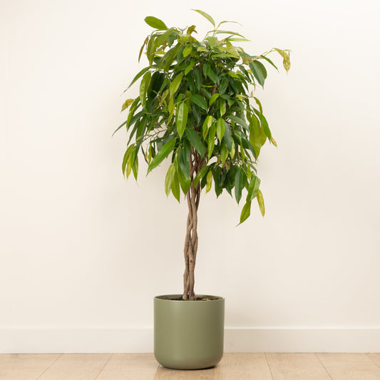 Twisted Narrow Leaf Fig | Amstel | Large & Tall Plants