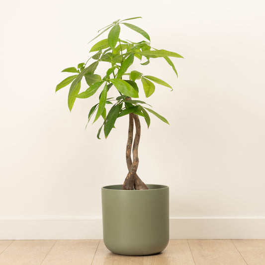 Money Tree | Two Stem | Trees & Bonsai