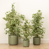 Weeping Fig | Twilight | Hard To Find