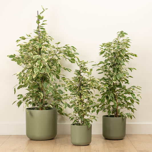 Weeping Fig | Twilight | Ficus & Fig Plants