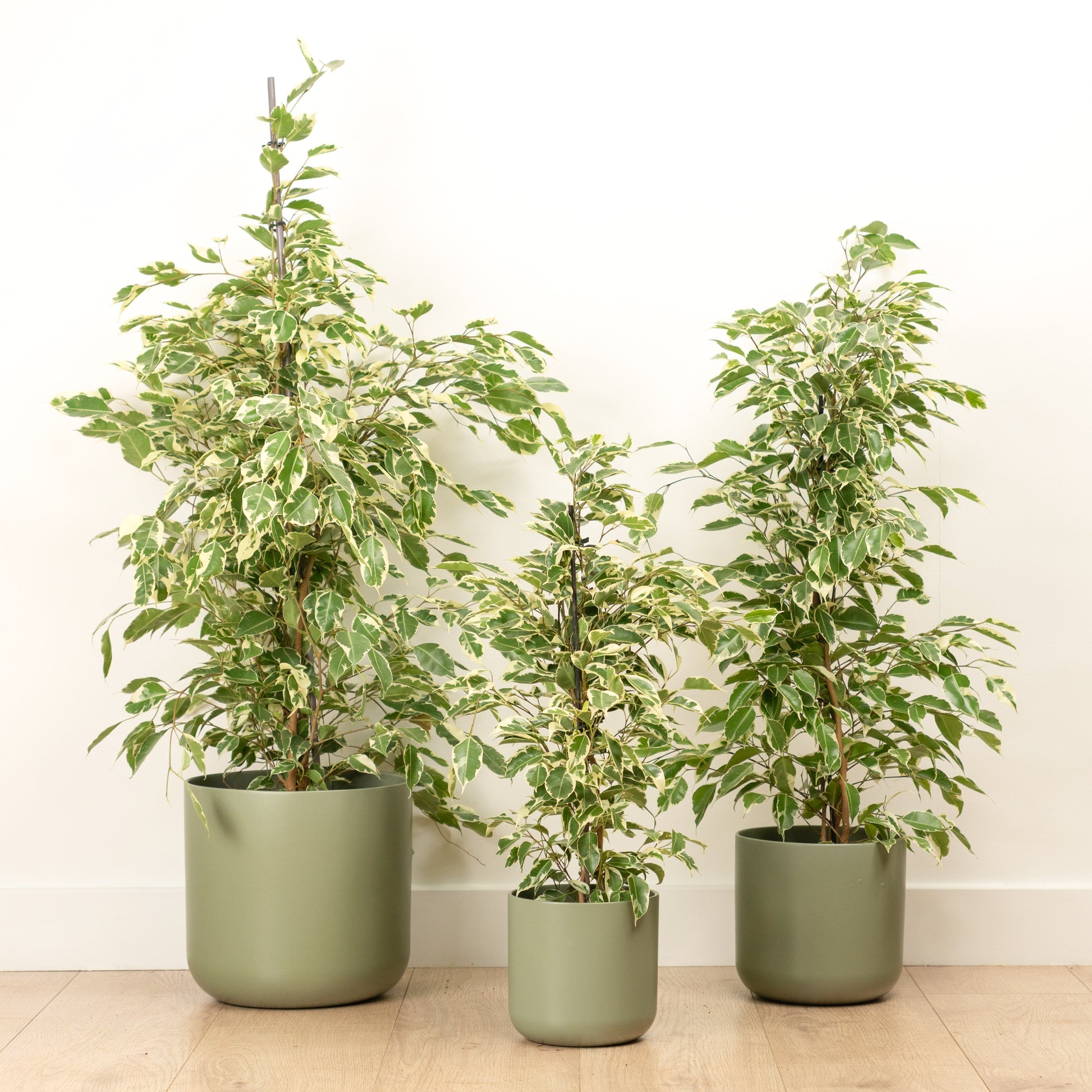Weeping Fig | Twilight | Hard To Find