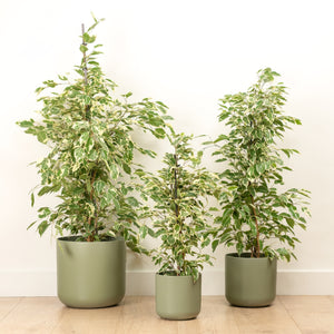 Weeping Fig | Twilight | Hard To Find