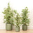 Perfect Plants for Under £30