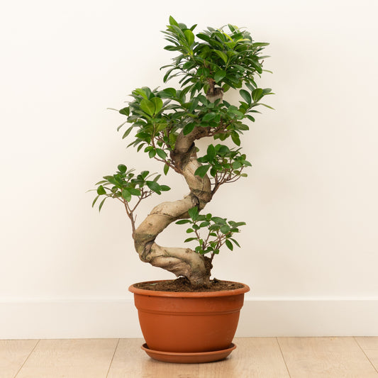 Pot Belly Fig | Ginseng | Exotic & Tropical Plants