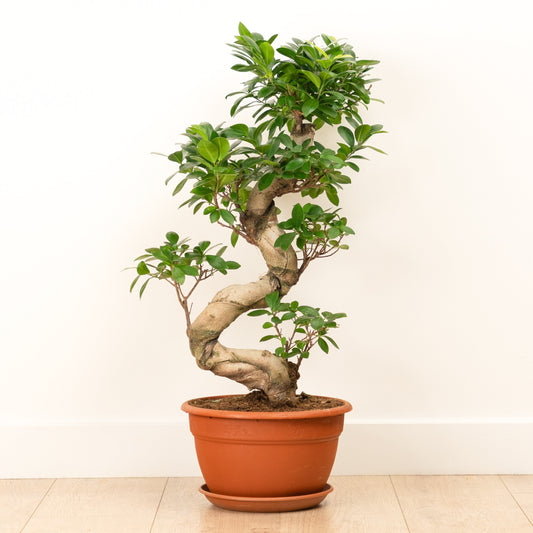 Pot Belly Fig | Ginseng | Ficus & Fig Plants
