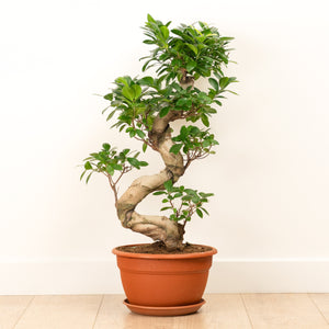 Pot Belly Fig | Ginseng - Indoor Plant