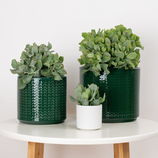 Curly Silver Dollar Plant | Indoor Succulent Plants