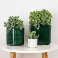 Curly Silver Dollar Plant