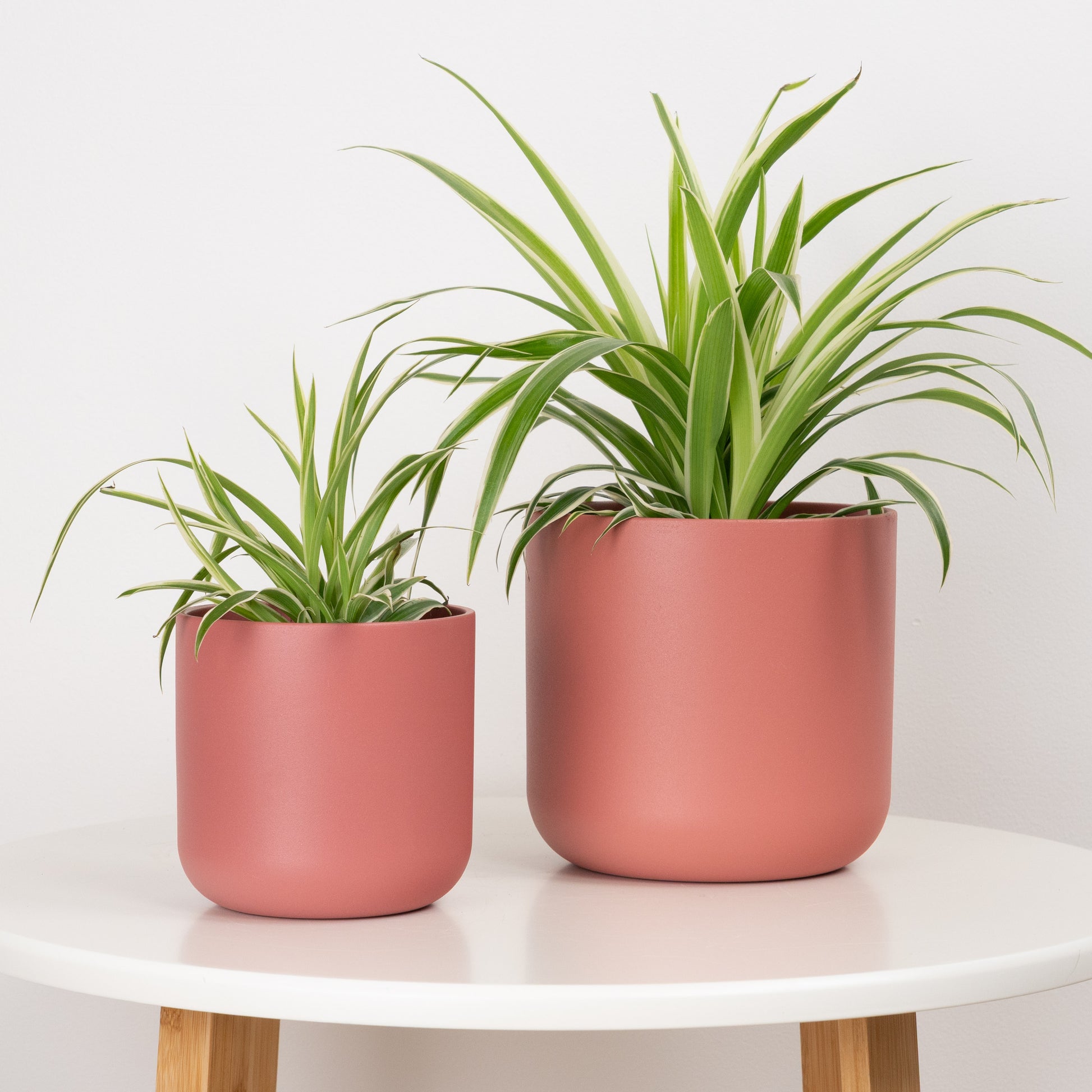 chlorophytum irish Spider Plant