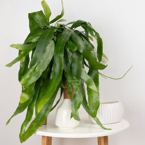 Orchid Cactus | Pumilum - Indoor Plant