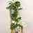 Perfect Plants for Under £30