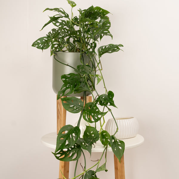 25 40cm monstera adansonii monkey mask 11cm pot house plant Monkey Mask | Acuminata