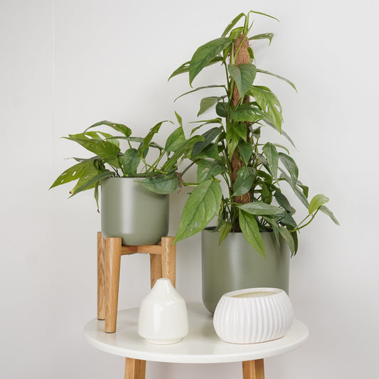 Blue Pothos | Cebu Blue | Indoor Hanging Plants