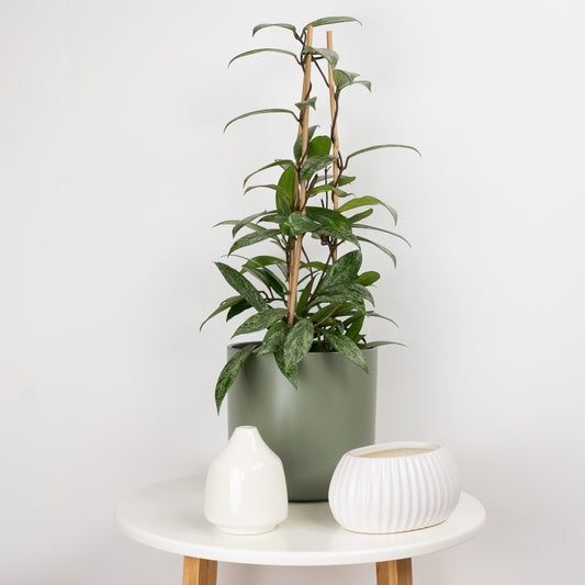 Wax Plant | Publicalix Splash | Spring Plants