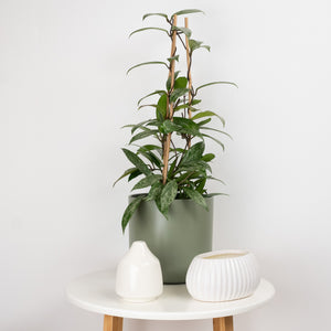Wax Plant | Publicalix Splash - Indoor Plant