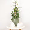 Wax Plant | Publicalix Splash