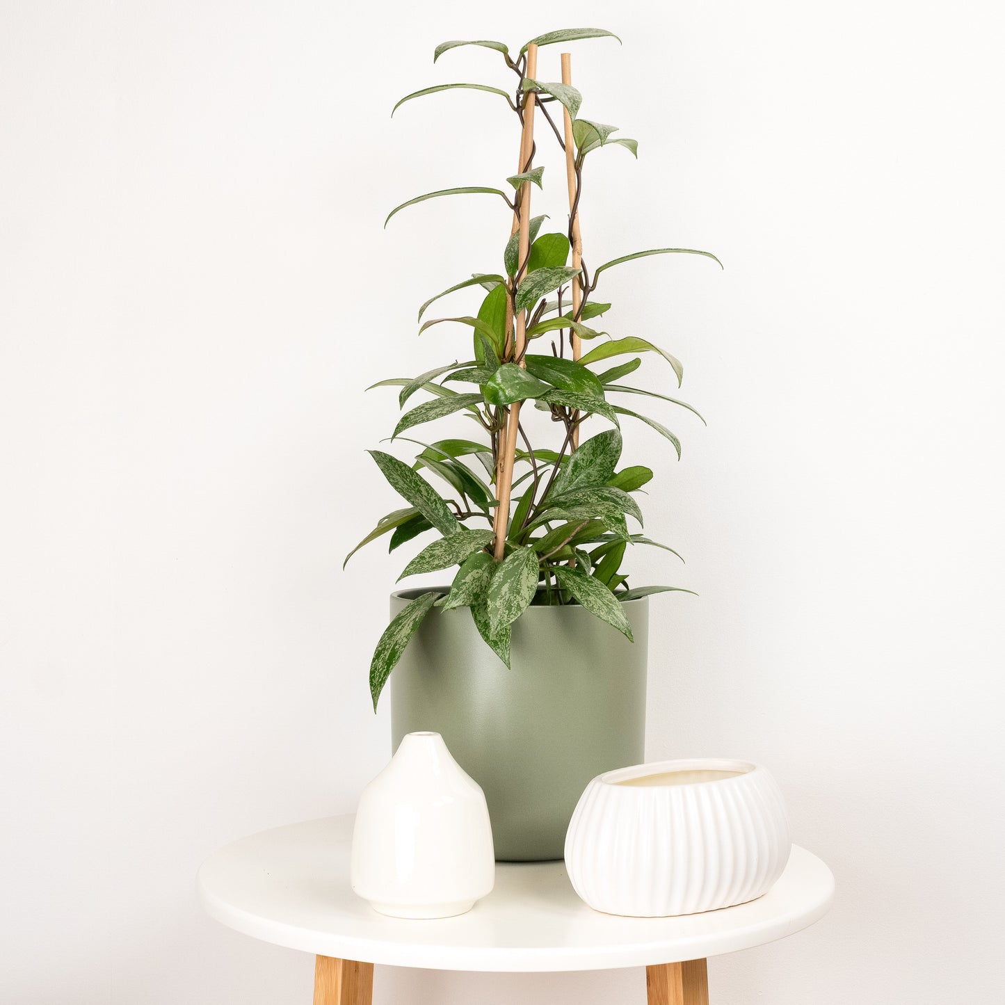 Wax Plant | Publicalix Splash