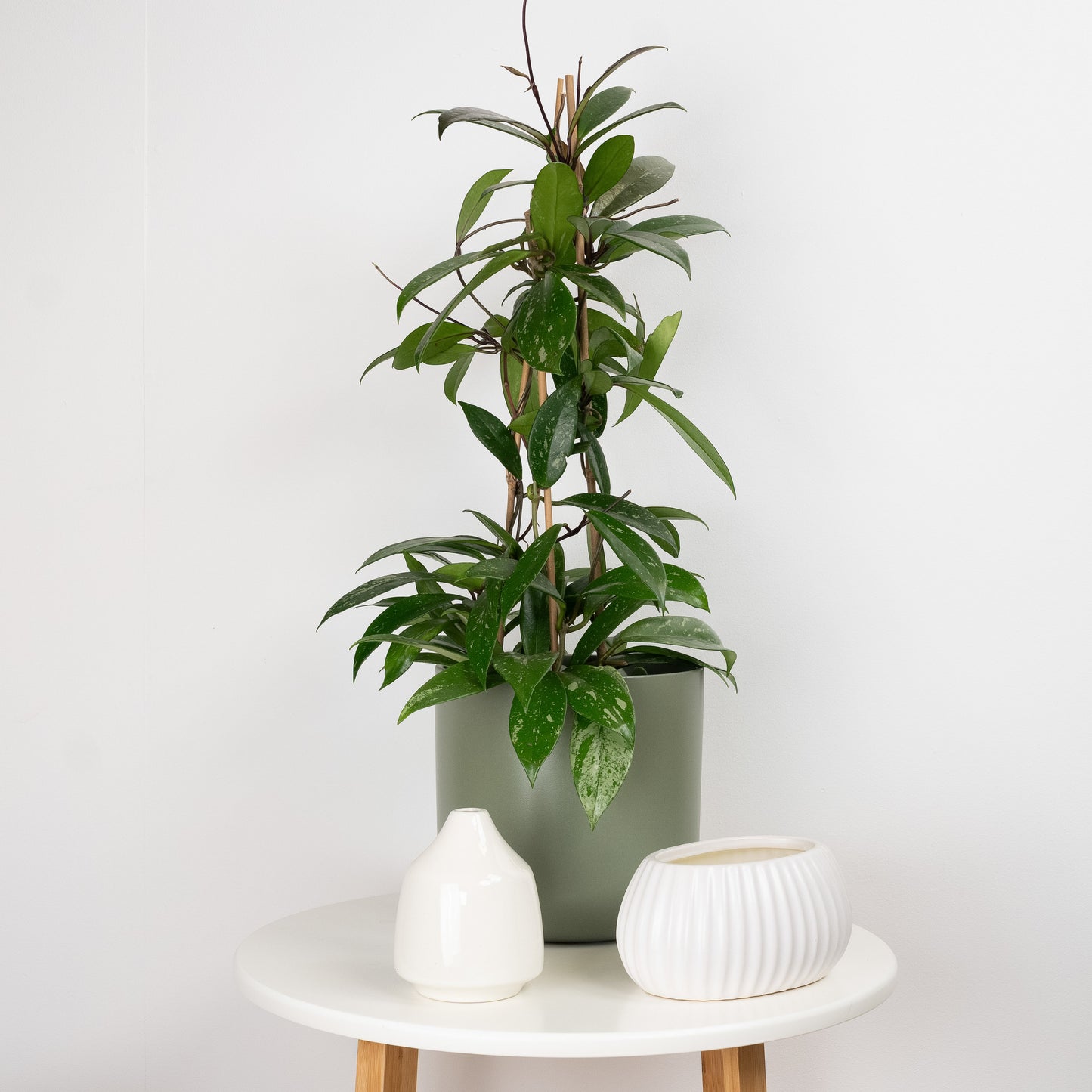 Wax Plant | Publicalix