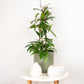 Wax Plant | Publicalix