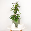 Wax Plant | Publicalix