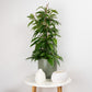 Wax Plant | Publicalix