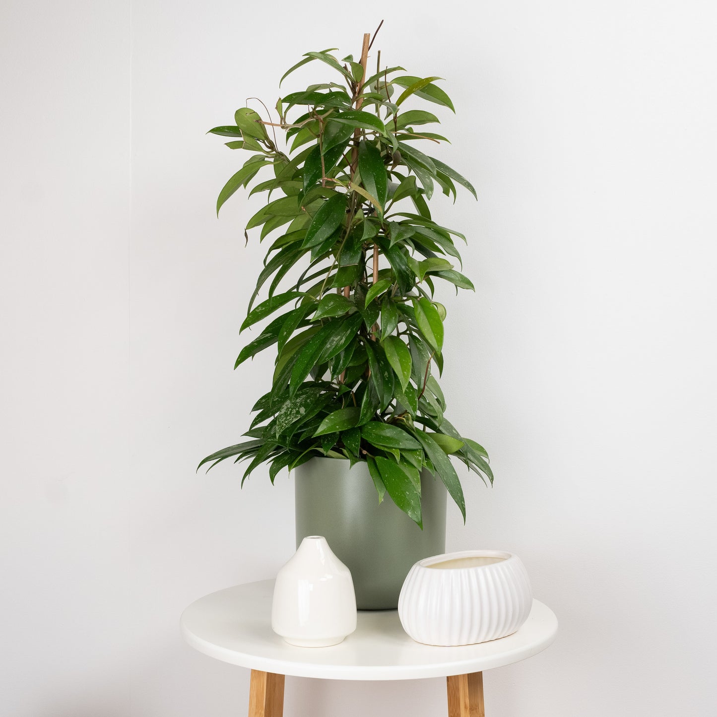 Wax Plant | Publicalix