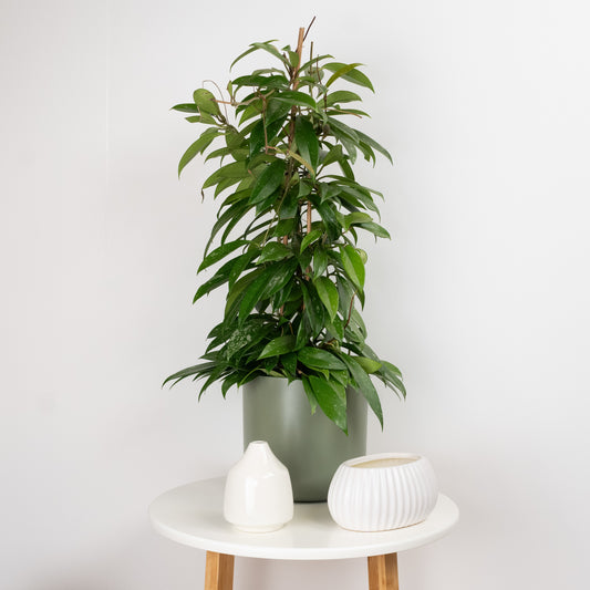 Wax Plant | Publicalix | Potted Houseplants