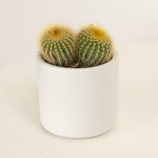 Parodia Warasii Cactus | Perfect Plants for Under £30