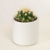 White Barrel Cactus
