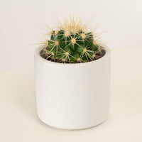 White Barrel Cactus